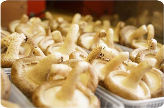 就業作業　シイタケ栽培　太陽の家