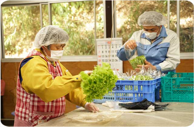 野菜の袋詰め作業（下請け事業）就労　太陽の家