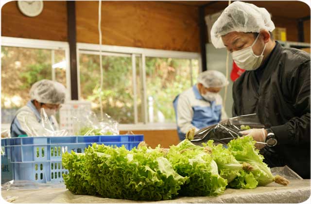 野菜の袋詰め作業（下請け事業）就労　太陽の家