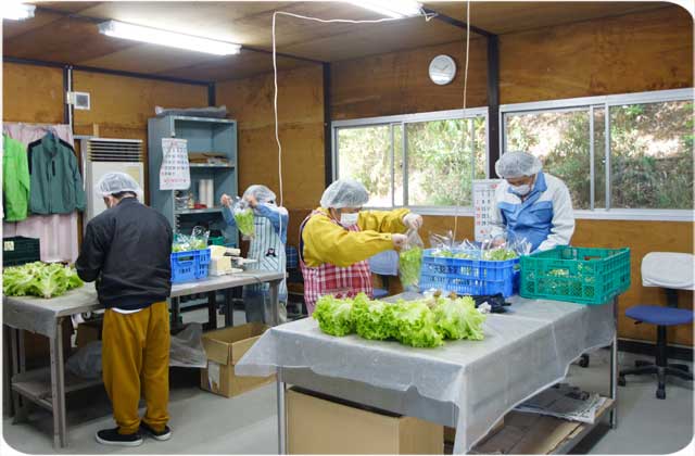 野菜の袋詰め作業（下請け事業）就労　太陽の家